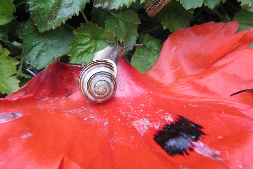 Tanzende Schnecke 012a.jpg